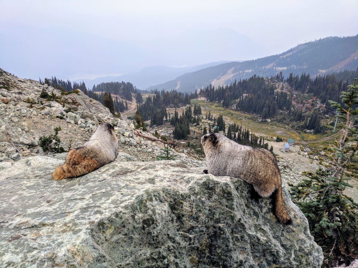Majestic Marmots