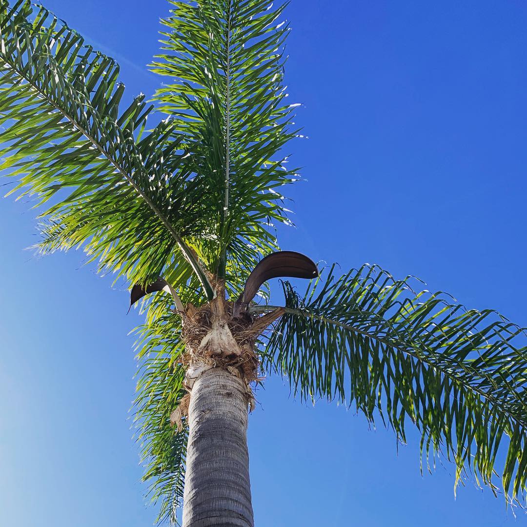 Working under blue skies and palm trees ♥️